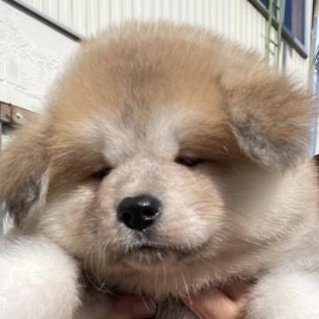 秋田犬【北海道・女の子・2022年8月26日・フワフワの赤毛のロングコート】の写真「フワフワ、モフモフの赤毛のかわいい女の子」