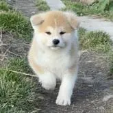 秋田犬【北海道・男の子・2022年9月29日・きれいな赤毛】の写真2「11月17日撮影」