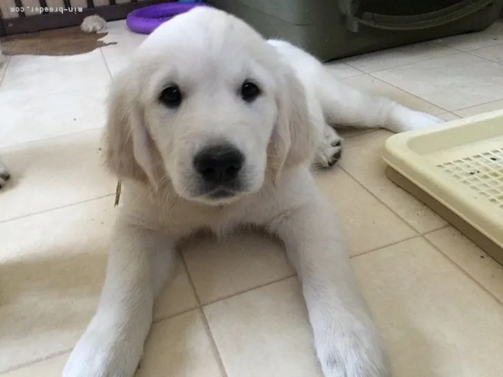 ID:1807-02424の子犬