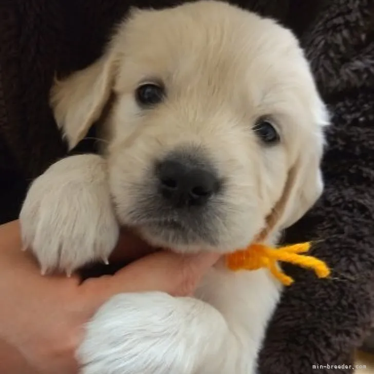 ID：2304-03453の子犬