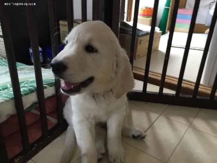 ID:1808-00400の子犬