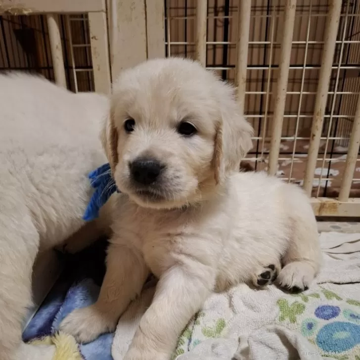 ID：2409-05222の子犬