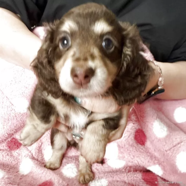 ID:2508-03178の子犬