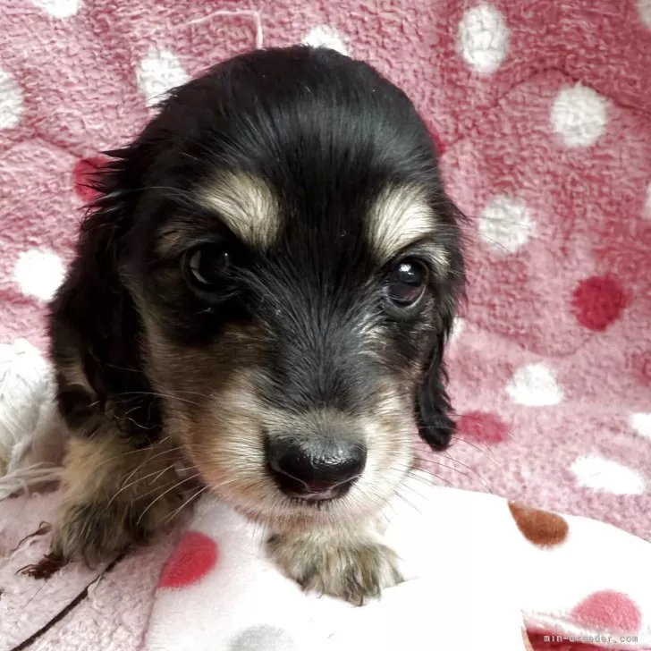 A.S 様のお迎えした子犬