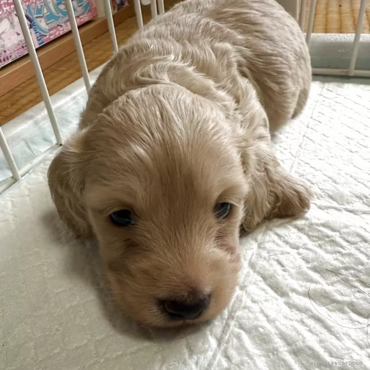 M.Y 様のお迎えした子犬