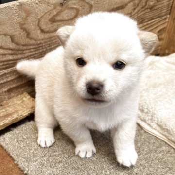 柴犬(豆柴)【鹿児島県・男の子・2025年9月12日・白】の写真「シロクマくん素敵な男の子」