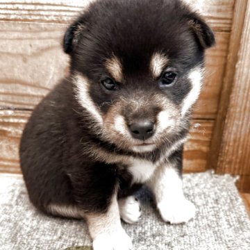 柴犬(豆柴)【鹿児島県・男の子・2025年9月12日・黒】の写真「モコモコした可愛い男の子」