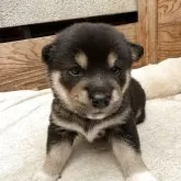 豆柴