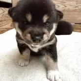 豆柴