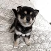 豆柴