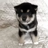 豆柴