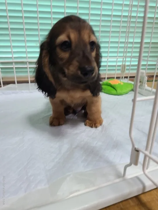 ID：2107-02994の子犬