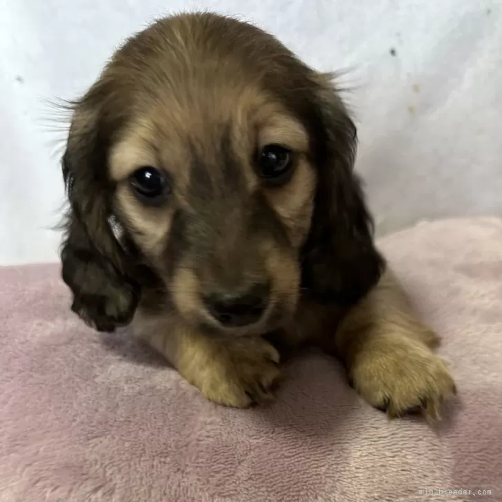 ID:2312-03179の子犬