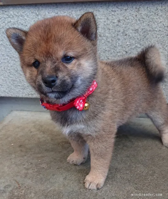 ID：2009-02334の子犬