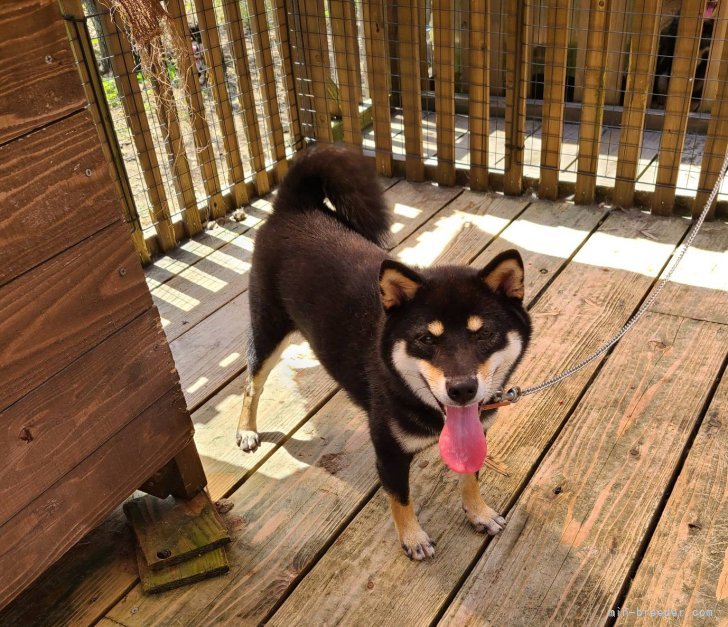 豆柴【・女の子・2021年11月12日・黒毛】