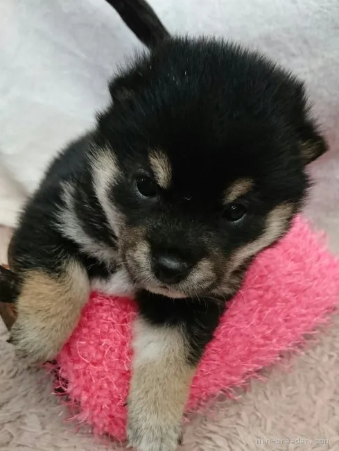 けん 様のお迎えした子犬