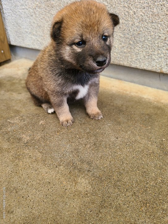 柴犬 鹿児島県 女の子 21年6月26日 赤毛 兄妹でも一番小さな女の子 みんなのブリーダー 子犬id 2107 0