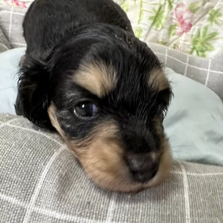 ID：2406-05966の子犬