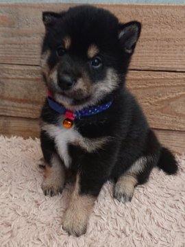 柴犬(豆柴)【鹿児島県・男の子・2019年12月15日・黒柴】の写真「モコモコの黒柴ちゃん元気モリモリ」