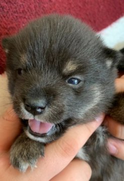 柴犬(豆柴)【鹿児島県・男の子・2020年3月1日・黒色】の写真「とっても小さく産まれて元気に成長中」