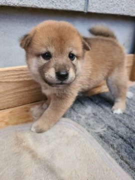 柴犬(豆柴)【鹿児島県・男の子・2021年7月23日・赤毛】の写真「くるりんとした愛らしい顔」