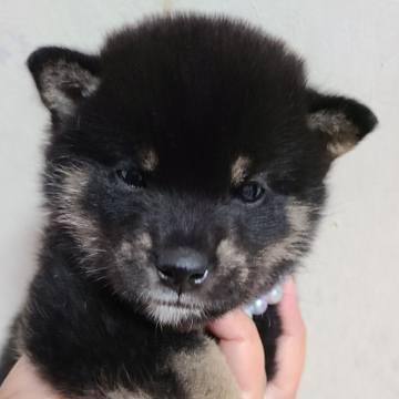 柴犬(豆柴)【鹿児島県・女の子・2022年6月23日・黒毛】の写真「モコモコ可愛い女の子」