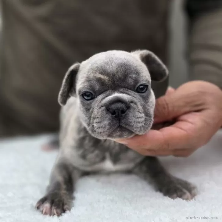 ID：2509-06454の子犬