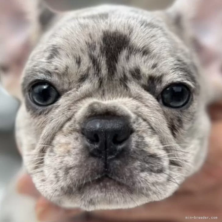 フレンチブルドッグ【愛媛県・女の子・2025年8月17日・マール】の写真1「両耳立ちました。顔は前よりも可愛くなり元気に成長しています。宜しくお願いします。」