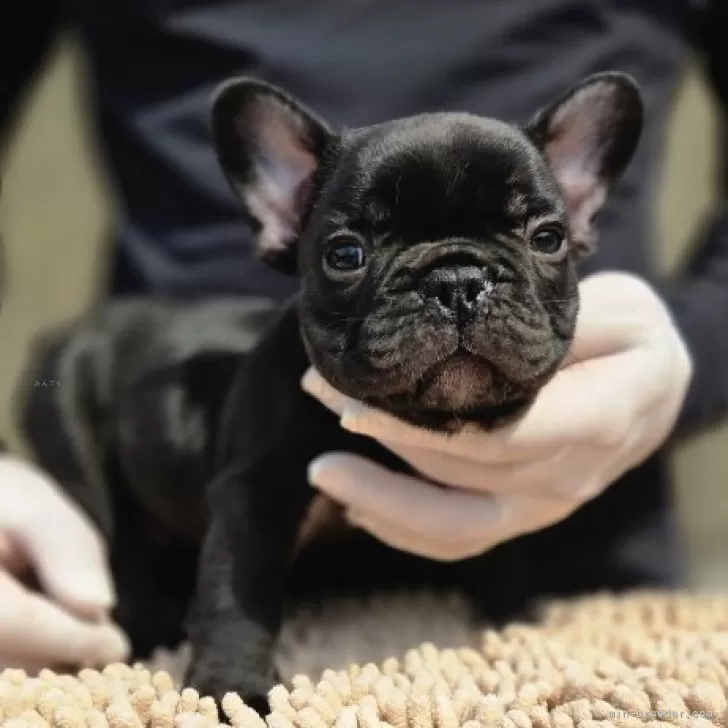 こうちゃん 様のお迎えした子犬