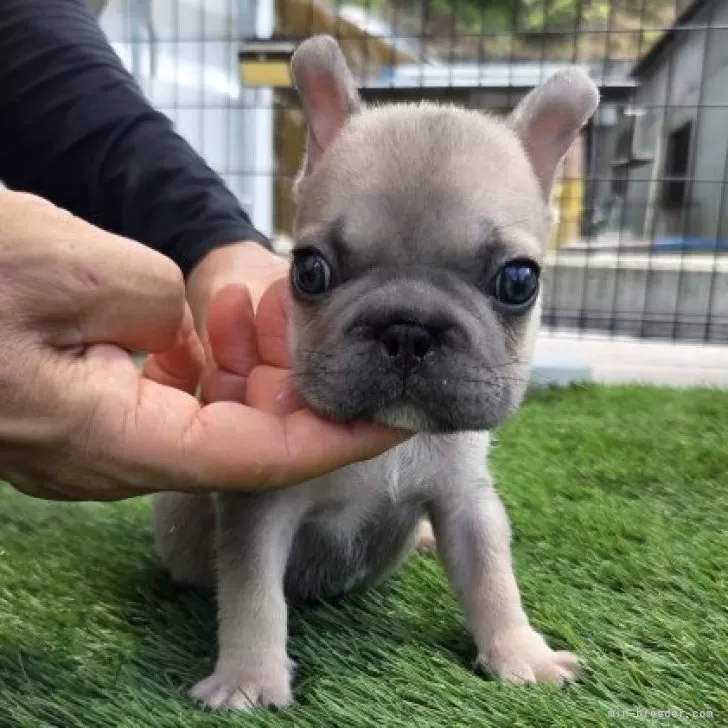 ID：2508-01345の子犬