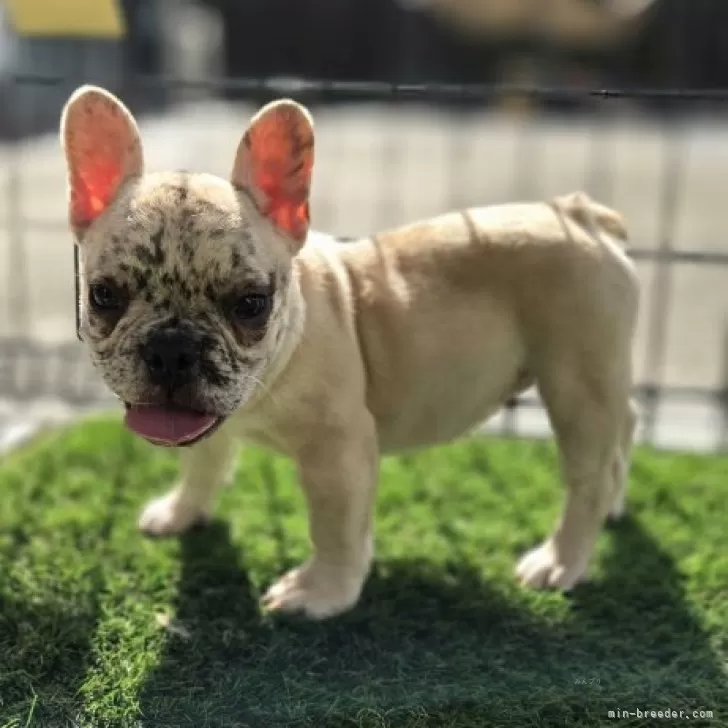 フレンチブルドッグ【愛媛県・女の子・2025年8月20日・マール】の写真1「お顔の模様がかわっています。」