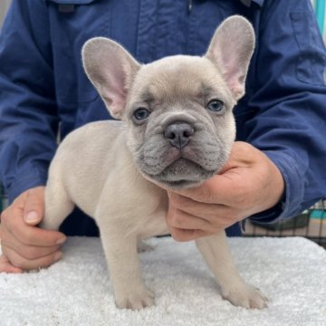 フレンチブルドッグ【愛媛県・男の子・2025年9月21日・シャンパン】の写真「凄く綺麗なCOLOR」