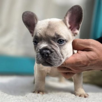 フレンチブルドッグ【愛媛県・男の子・2025年9月21日・シャンパン】の写真「凄く綺麗なCOLOR」
