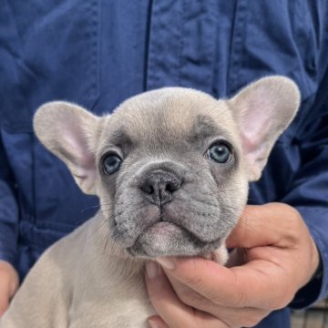 フレンチブルドッグ【愛媛県・女の子・2025年9月21日・シャンパン】の写真「凄くかわいい」