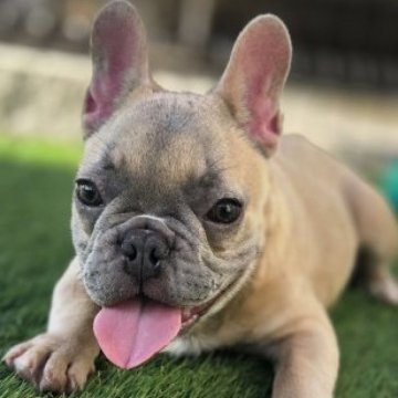 フレンチブルドッグ【愛媛県・女の子・2025年7月23日・シャンパン】の写真「まん丸いお顔の可愛い女の子」