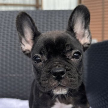 フレンチブルドッグ【愛媛県・女の子・2025年8月27日・ブリンドル】の写真「可愛い女の子」