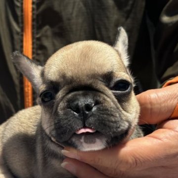 フレンチブルドッグ【愛媛県・男の子・2025年3月17日・フォーン】の写真「可愛い子」