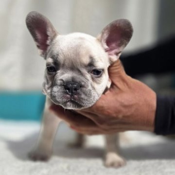 フレンチブルドッグ【愛媛県・男の子・2025年9月21日・シャンパン】の写真「凄くかわいい」
