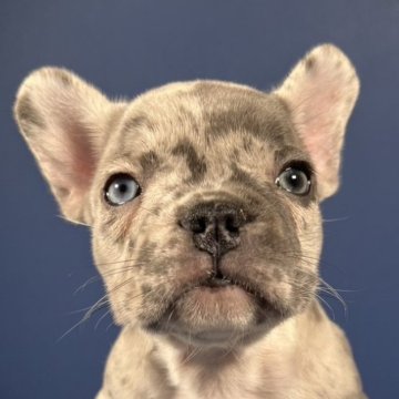 フレンチブルドッグ【愛媛県・女の子・2025年9月21日・マール】の写真「凄く綺麗なCOLOR」