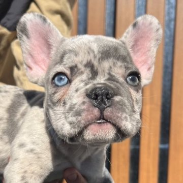 フレンチブルドッグ【愛媛県・女の子・2025年9月21日・マール】の写真「凄く綺麗なCOLOR」