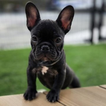 フレンチブルドッグ【愛媛県・女の子・2025年8月20日・ブリンドル】の写真「真ん丸お顔のオスより小さい女の子です。」