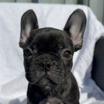 フレンチブルドッグ【愛媛県・男の子・2025年8月27日・ブリンドル】の写真「かわいい」