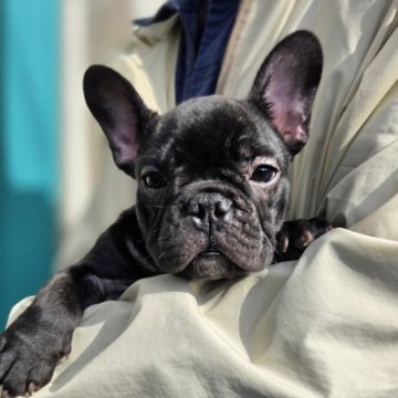 フレンチブルドッグ【愛媛県・女の子・2025年8月20日・ブリンドル】の写真「真ん丸お顔のオスより小さい女の子です。」