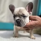 フレンチブルドッグ