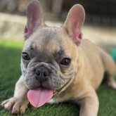 フレンチブルドッグ