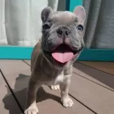 フレンチブルドッグ