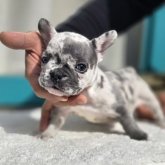 フレンチブルドッグ