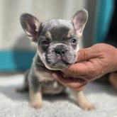 フレンチブルドッグ