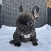 フレンチブルドッグ