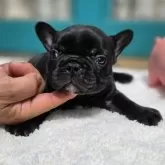 フレンチブルドッグ
